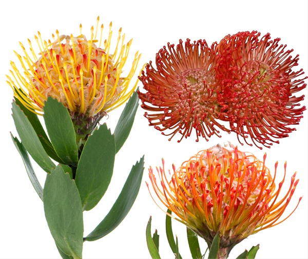 Pincushion Assorted Mix - Pincushion - Proteas and Leucadendrons - Flowers by category | Sierra